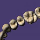 ZRS Tooth Library 